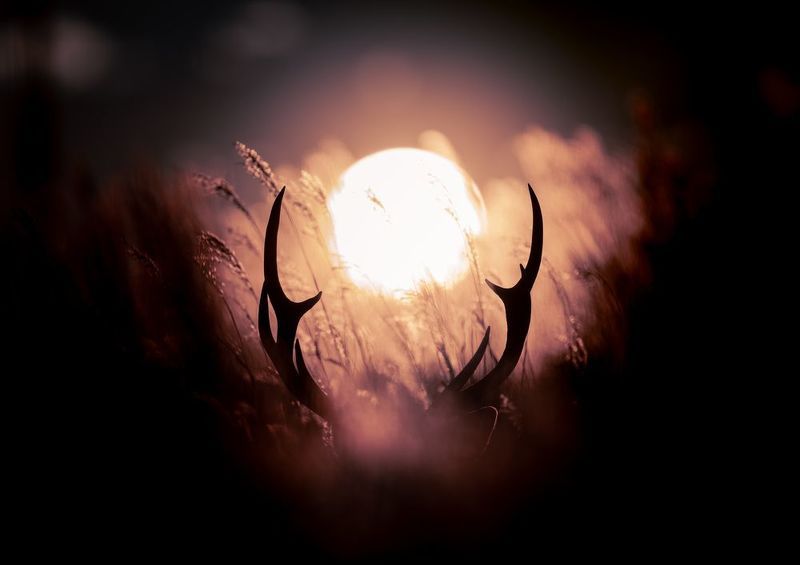 deer, winter, dawn Signphoto preview