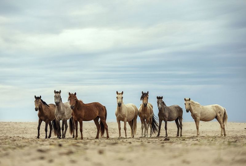 mongolian mongol nature landscape photography photo steppe nomad nomadic horse camel rider in Mongoliaphoto preview