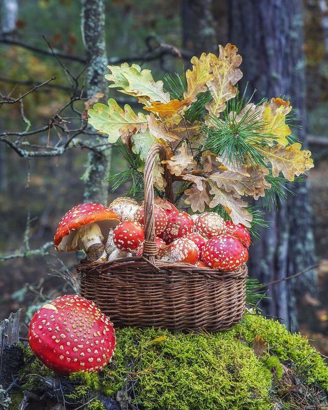 натюрморт, пленэр, грибы, лес, мухоморы Одни мухоморыphoto preview