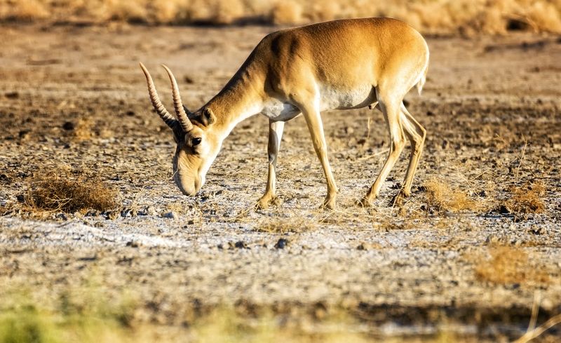 сайгак,заказник,утро. Красавец сайгак.photo preview