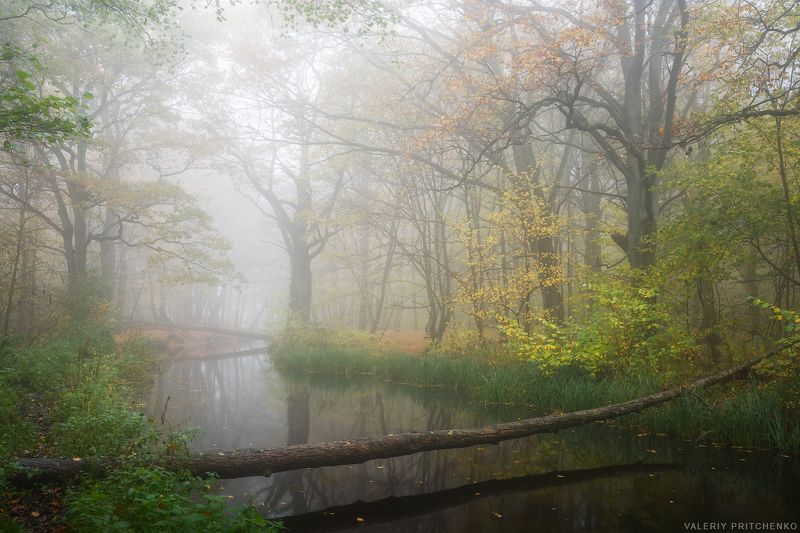 осень, природа, пейзаж, тишина, безмолвие, спокойствие, утро, туман, октябрь, landscape, nature, calm, autumn, morning Безмолвие осеннего утраphoto preview