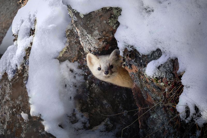красноярский заповедник столбы. восточный вход. китайская стенка. соболь. Кто тут пришел?....photo preview