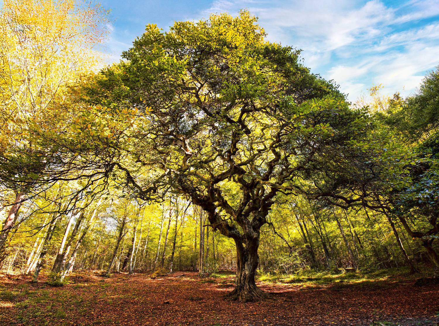 700-year old hornbeam tree. Автор: Naiden Bochev , Naiden Bochev