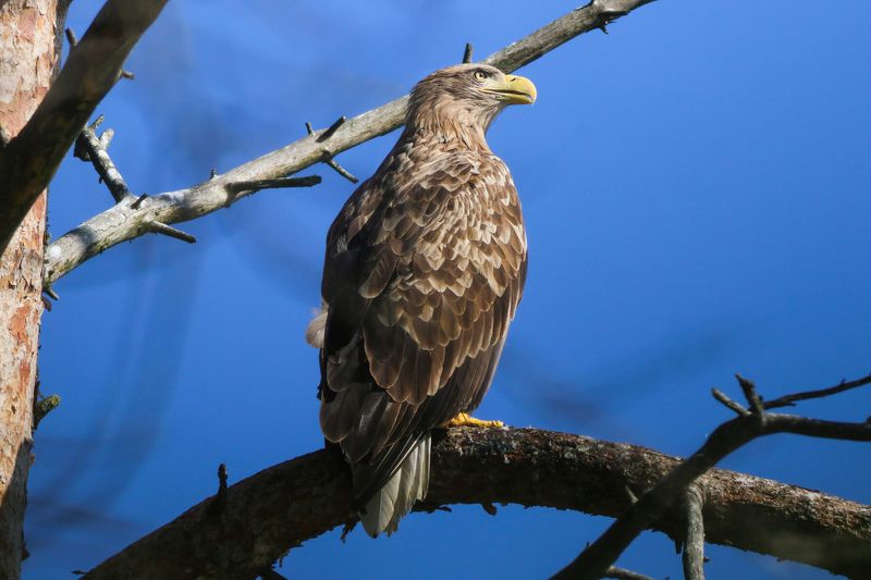 орлан-белохвост, орлан, haliaeetus albicilla, white-tailed eagle, куршская коса, куршский залив На своём любимом местеphoto preview