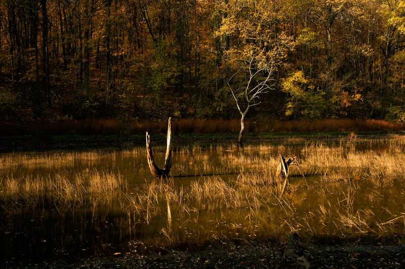 пруд, осень где-то в детстве здесь ловил больших карасейphoto preview