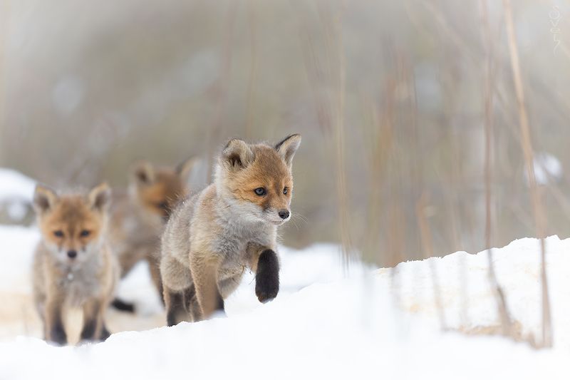 лисята искатели приключенийphoto preview