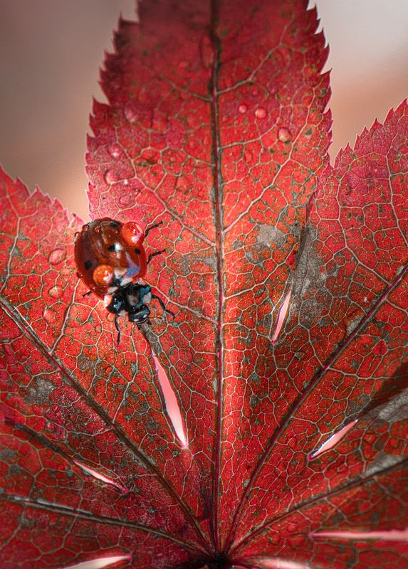 День длинных ножейphoto preview