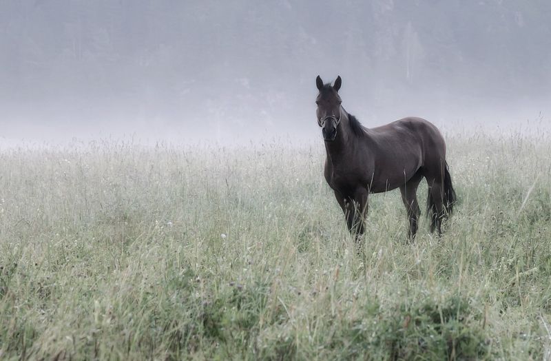 утро, туман, животный мир, лошадь, алтай Ранним утромphoto preview