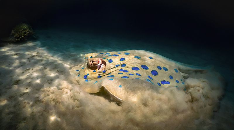 Скат в укрытии.photo preview