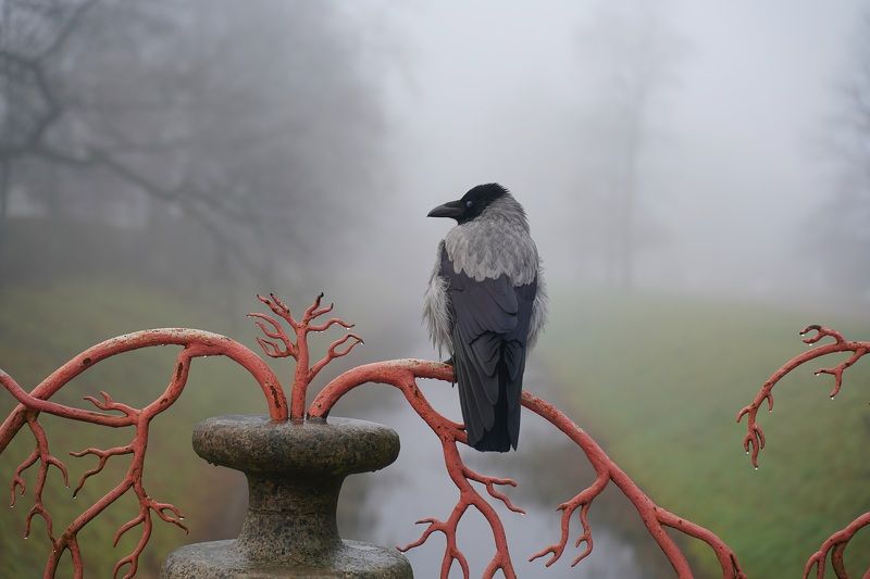 Novemberphoto preview