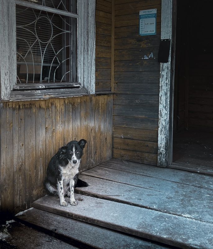 Жил-был пёсphoto preview