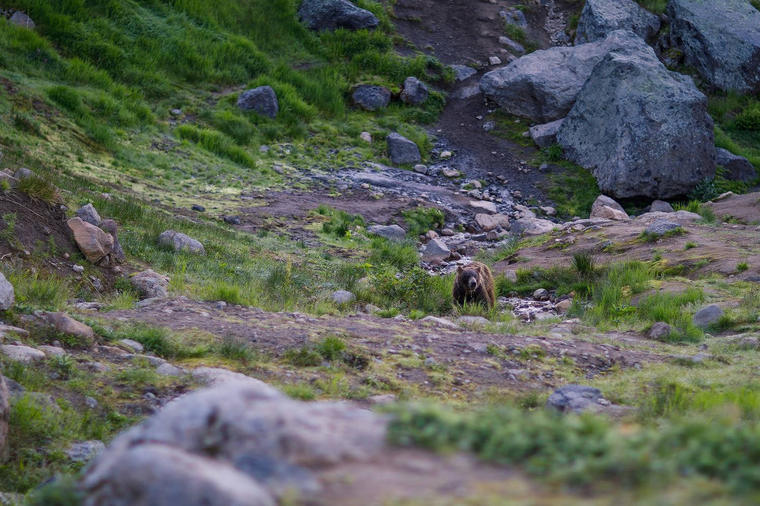 Камчатка, медведь, Кочкин Владимир