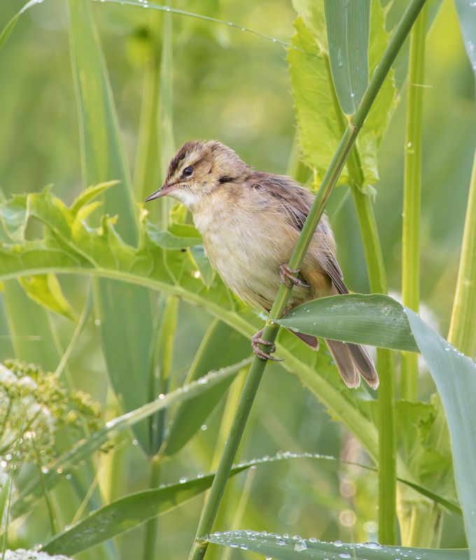 птицы Камышовка-барсучокphoto preview