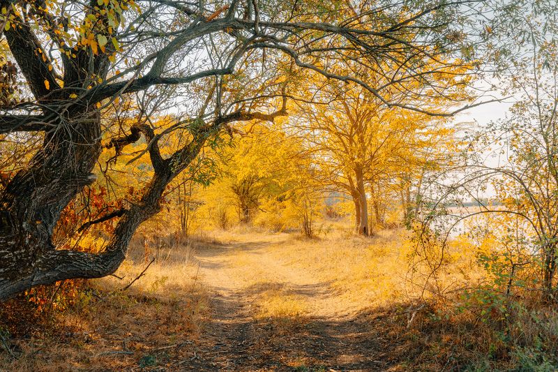 Дорога в осеньphoto preview