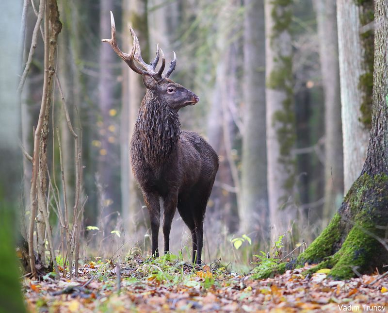 олень, олени, пятнистый олень Пятнистый оленьphoto preview