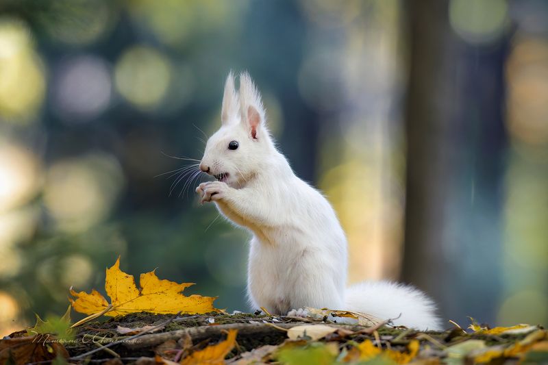 Белая белочкаphoto preview