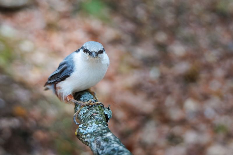 Поползень фото превью