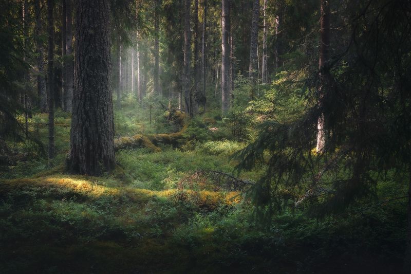 Лесной пейзажphoto preview