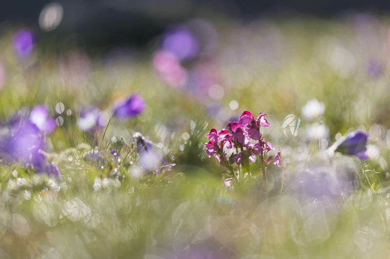 Альпийский лугphoto preview