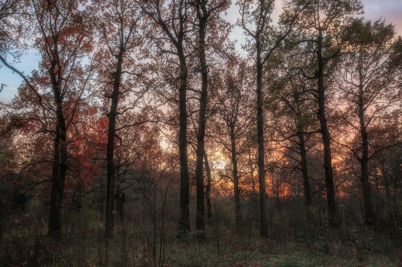 природа, закат, осенний закат, Московская область, пейзаж, осенний лес на закате, осень  Осенний закат  фото превью