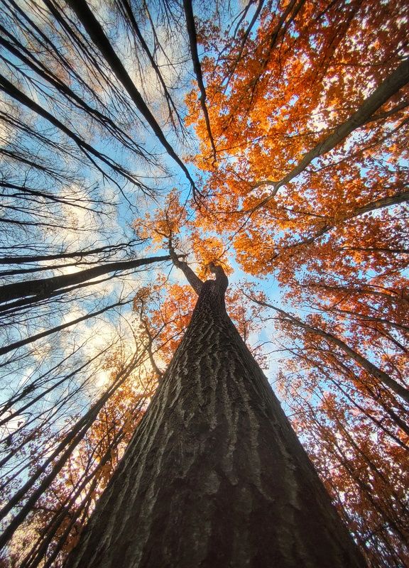 осень, дерево, вид снизу , листья , смартыон Последние листья фото превью