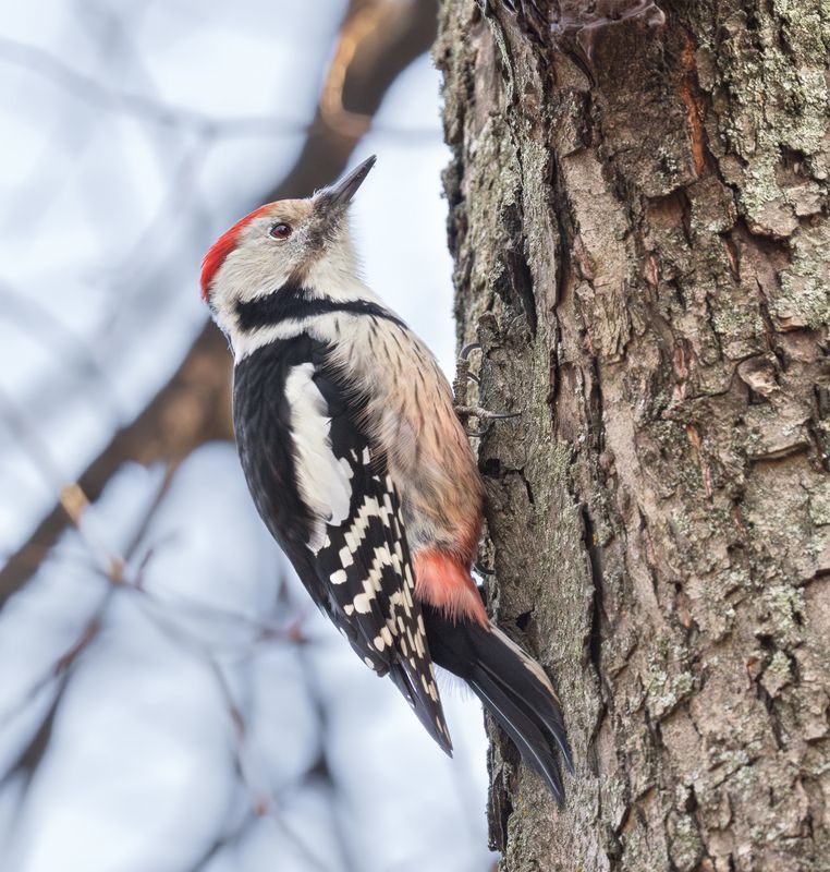 птицы, дятел Средний пёстрый дятелphoto preview