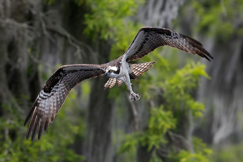 скопа, osprey, florida, флорида, хищные птицы, raptor Osprey - Скопаphoto preview