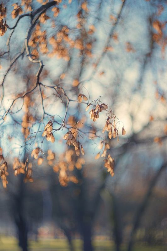 manyallens, autumn, helios, helios44_2, nature, leaf, dry leaf, природа Краски осениphoto preview