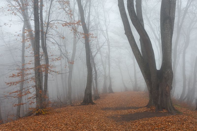 кавказ, туман, кизиловка, лес, осень Осенний лесphoto preview