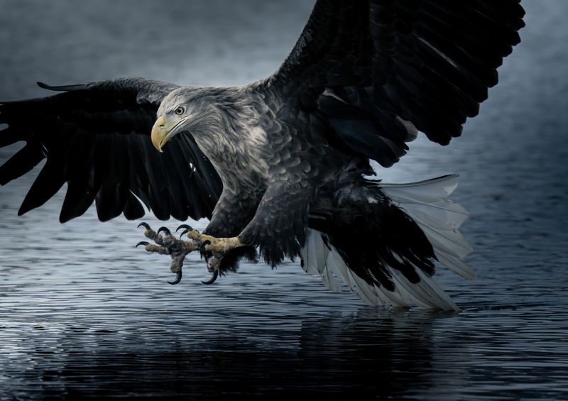 eagle, winter, sea fly downphoto preview