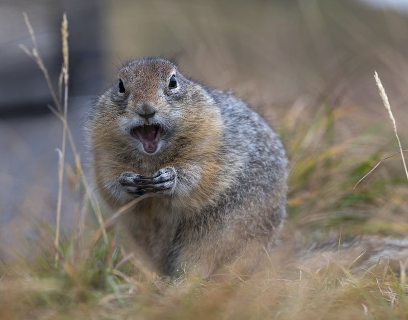 евражка Видишь суслика? фото превью