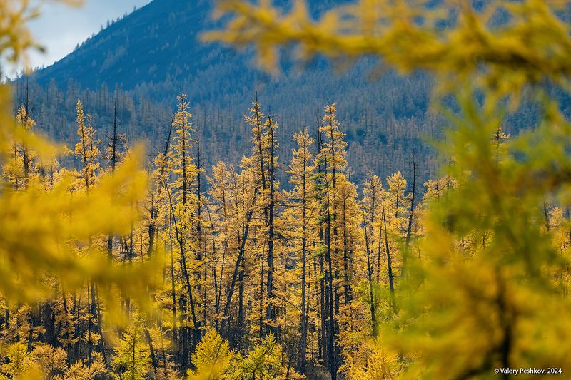плато путорана, бабье лето, скалы, лиственницы, осень, курейка, лиственницы, таймыр, заполярье, владимир коваль Неторопливые сюжеты с плато Путоранаphoto preview
