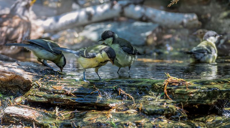 птицы, синицы, купание, Синичкин день! (5 ФОТО)photo preview