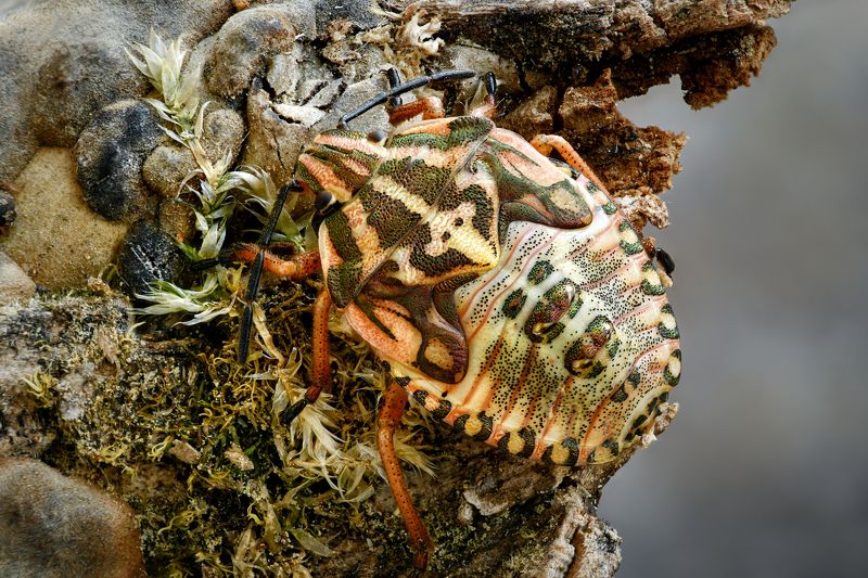 Carpocoris purpureipennis photo preview