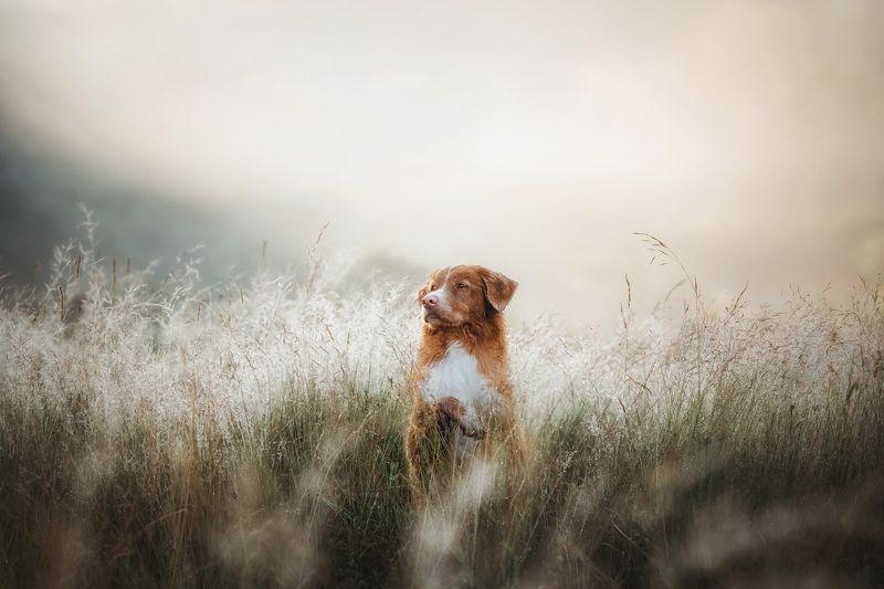 Dawn in the fieldphoto preview