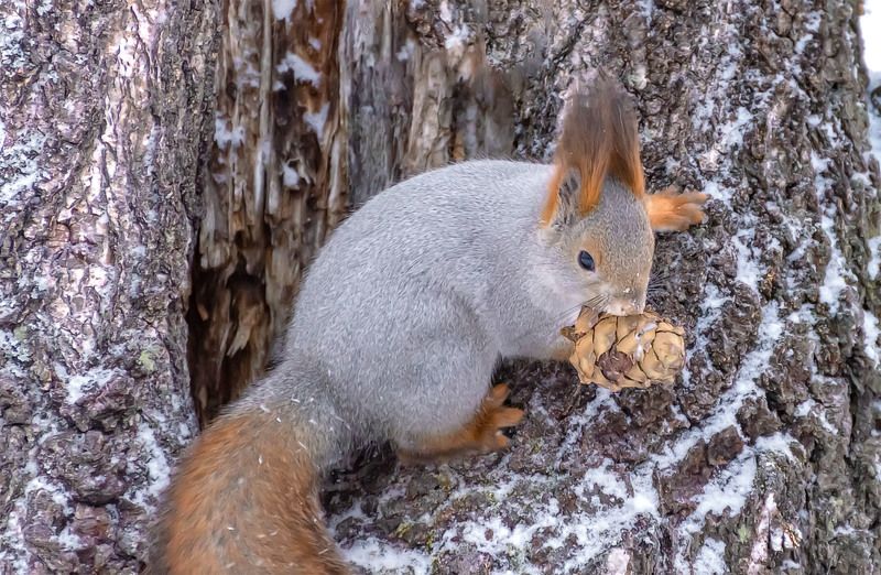 С кедровой шишкой.photo preview