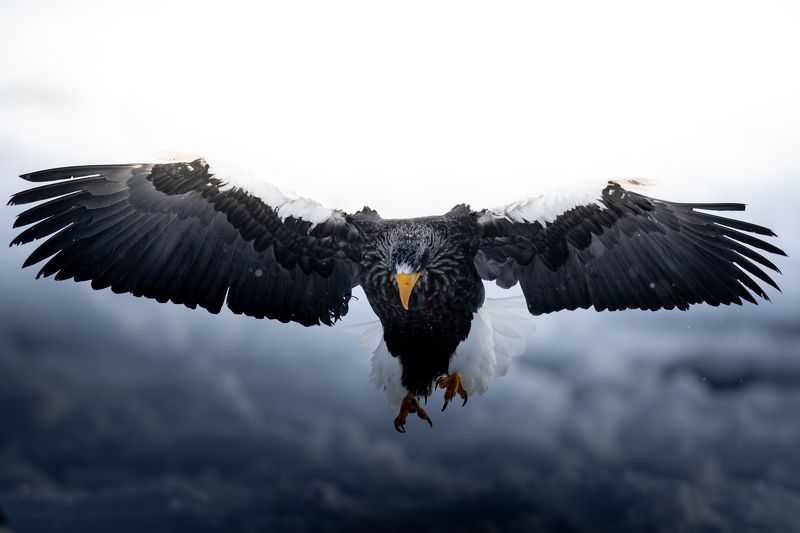 eagle, winter, air Fly freephoto preview