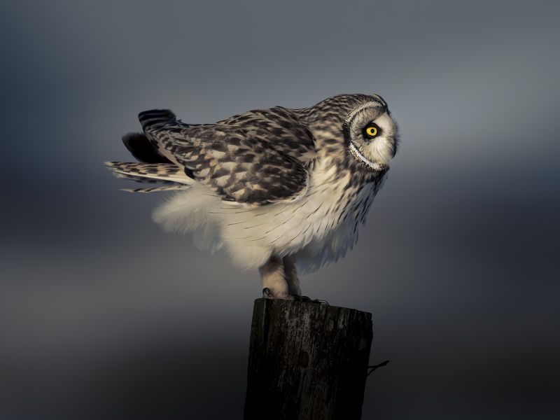 owl, wildlife, bird, Prairie Hunterphoto preview