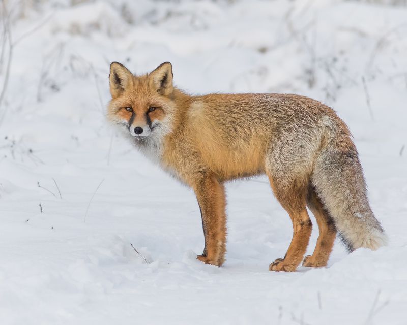 лисица Лисицаphoto preview