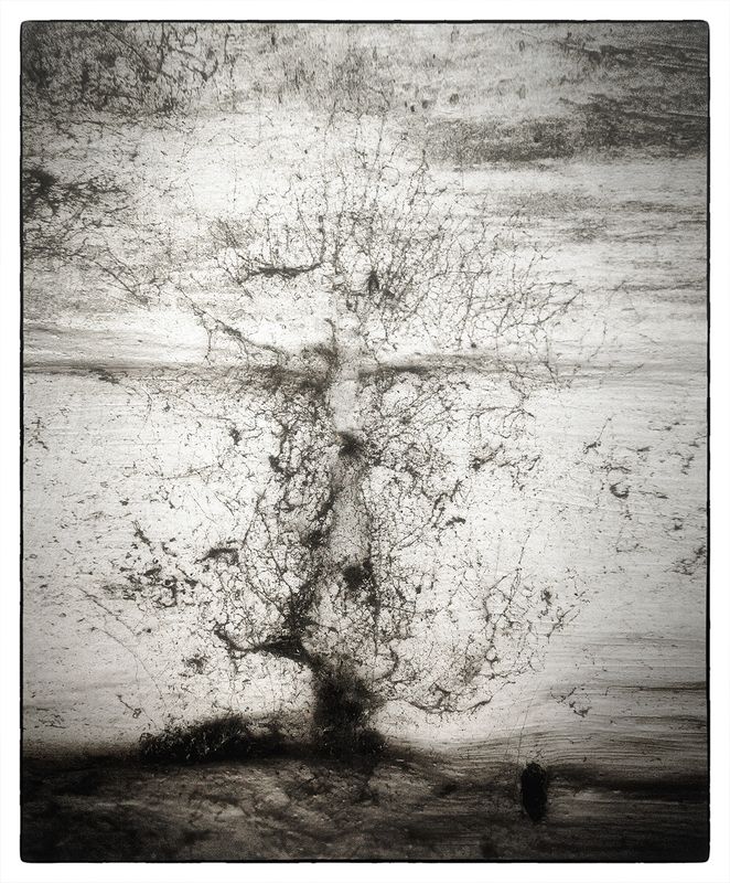 Паутинаphoto preview