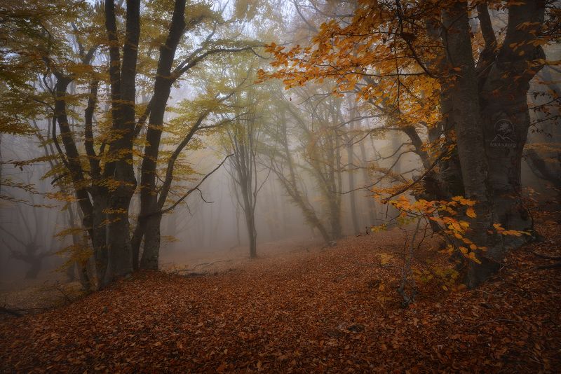 крым, демерджи, фототур в крым, осенний лес Тишина осеннего лесаphoto preview