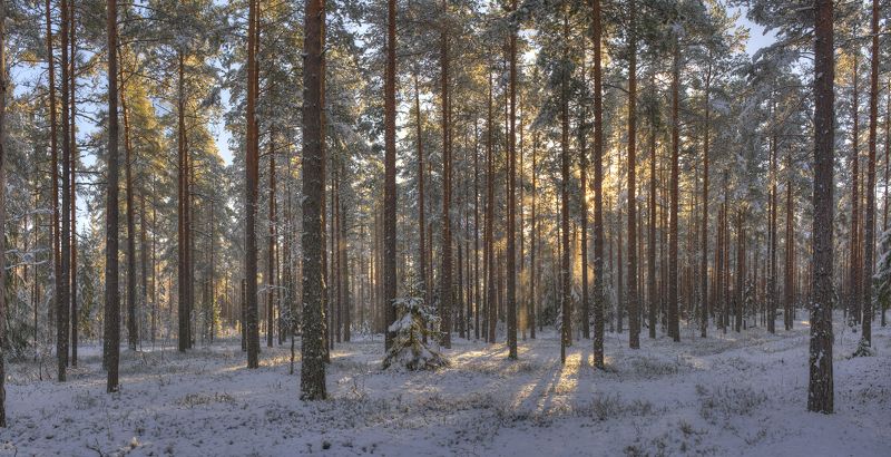 Первый снег 04.11.2024 :)photo preview