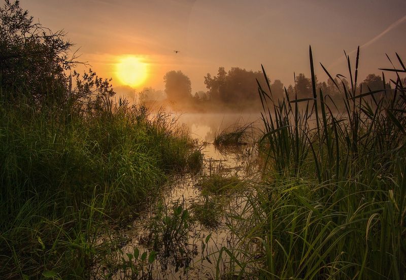 сибирь, лето, утро, рассвет, туман, свет, вода, озеро, комар Пробуждениеphoto preview