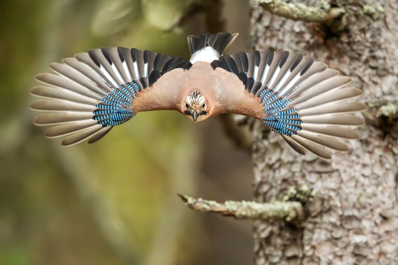 Сойки.photo preview