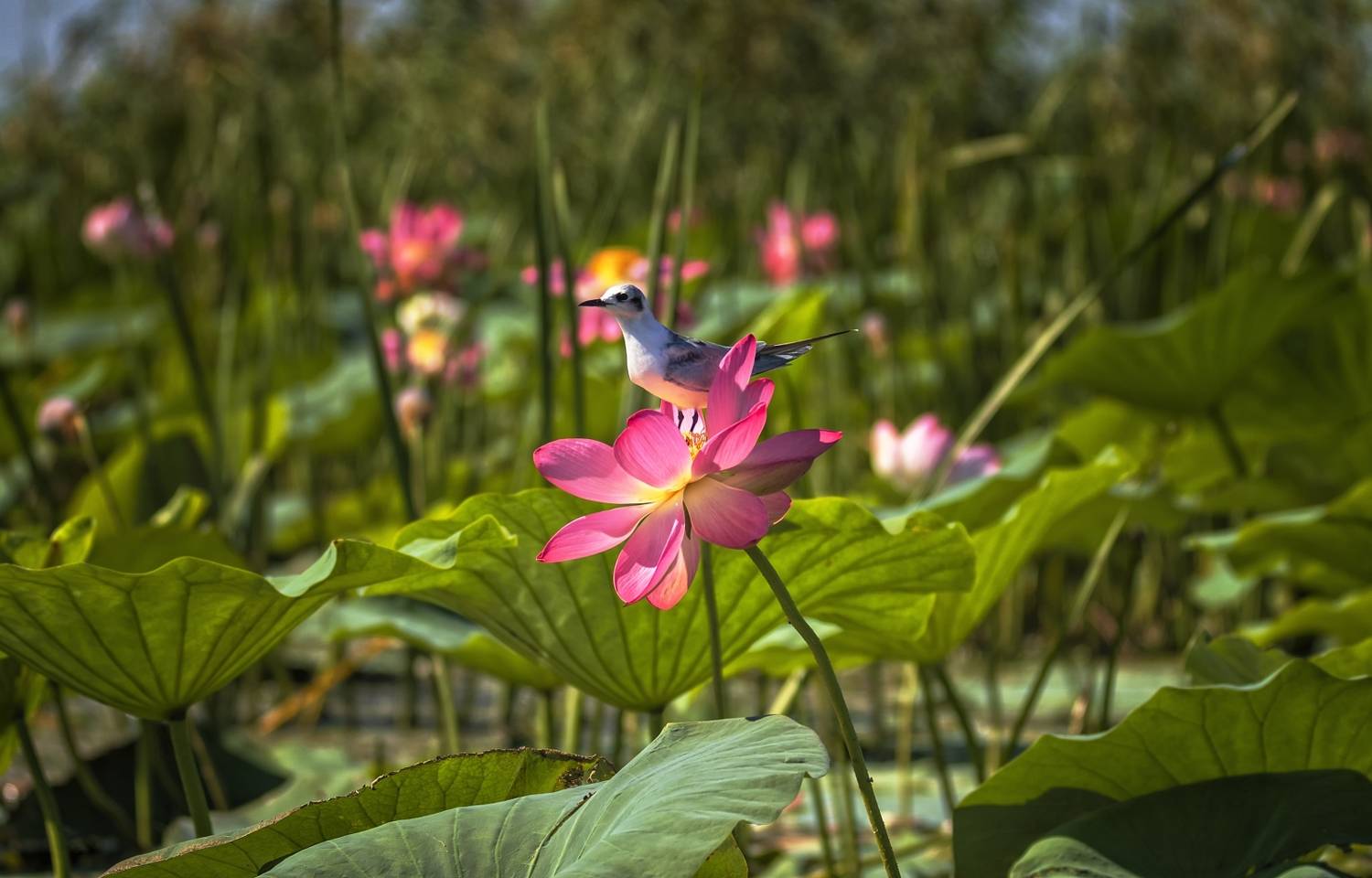 Полюбуйтесь мною.. Автор: Анатолий Салтыков белощекая крачка,цветок лотоса,заповедник., Анатолий Салтыков