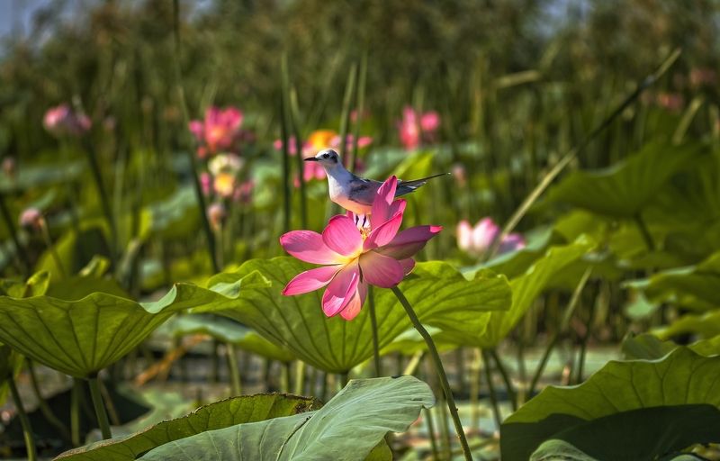 белощекая крачка,цветок лотоса,заповедник. Полюбуйтесь мною.photo preview