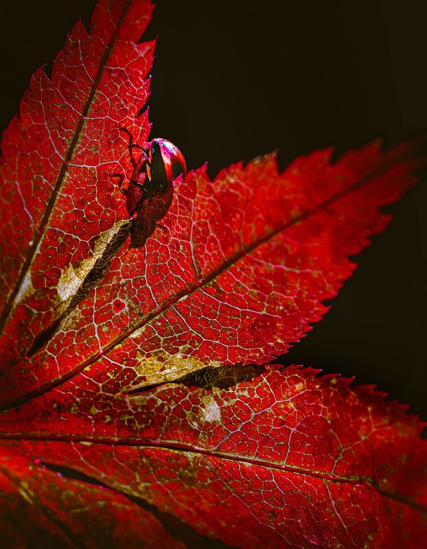 На краюphoto preview