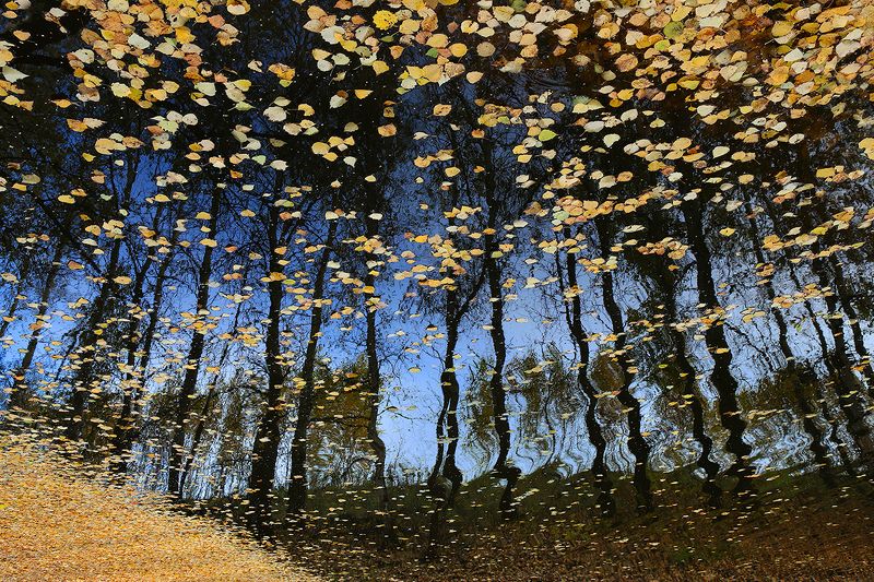 осень, отражение, листья, озеро, вода, лес Осень краской грусти мир нарисовала... фото превью