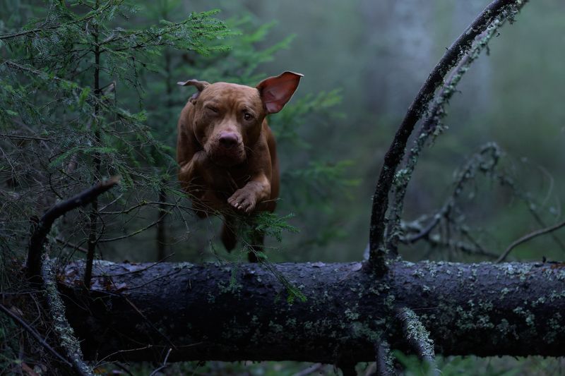 Двуликаяphoto preview