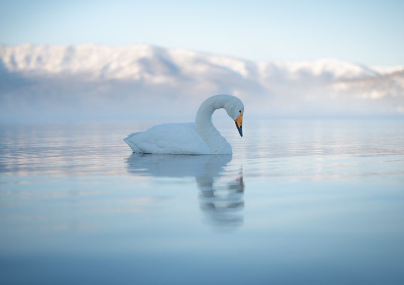 swan, winter, wildlife, bird, Silent lakephoto preview